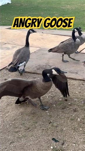 Angry Goose Ready To Fight 🪿