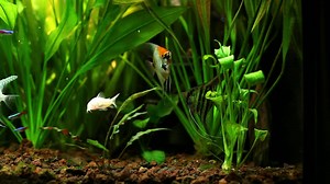 Free Stock Video Various Fish Swimming In A Fishbowl Live Wallpaper