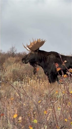 close distance bull moose - 3