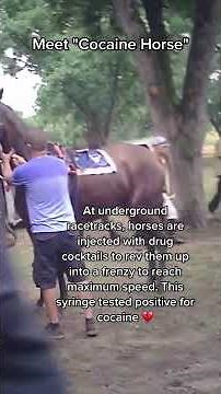 Doping Horses With Cocaine and Meth #shortsvideo
