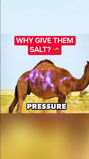 Why Camels Are Given Salt Before Desert Trips!