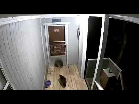 Cat vs Raccoon