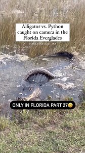 2.5M views · 5.9K reactions | Gator chomping on a python, somewhere in the Glades…   Only In Florida #onlyinflorida #ehp #viralvideos #evergladesholidaypark #python #florida #wildlife | Everglades Holiday Park | Facebook