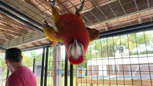 BirdTricks Unveils the Ultimate Bird Toy Haul