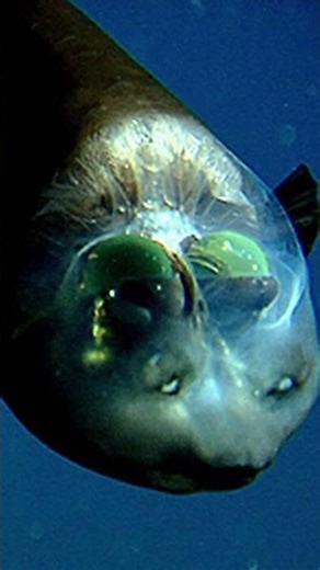 This Fish Has a Transparent Head… (Spookfish)