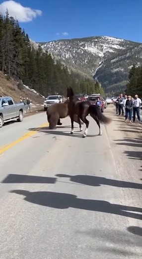 7.3M views · 30K reactions | Drivers and tourists were left stunned...
