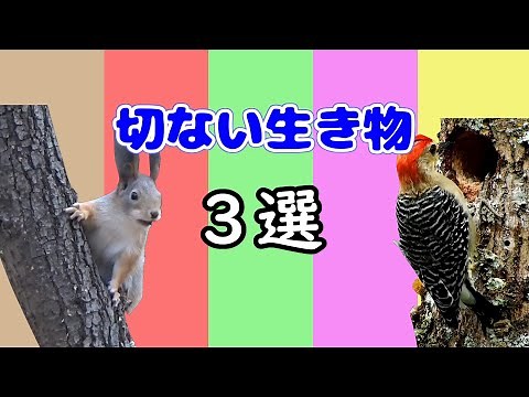 切ない生き物３選