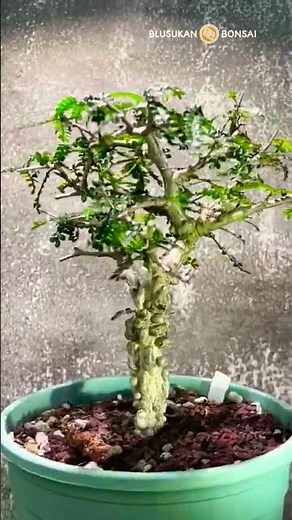 Elephant foot tree ready for mame bonsai program #bonsai #bonsaitree #bonsaiart