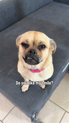 Mom said “who’s the cutest girl” and of course I had to strike a pose 😂 #pugs #pugsoftiktok #pugmix #pugmom #dogsoftiktok