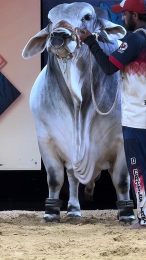 HERE IS THE MR.V8 #dcattlefarmofficials0 #hopeforthebest #biggestbull #cattleranch #dkashok #cowlover #showstopper #cattleshow #trending #pageforyou_🔥