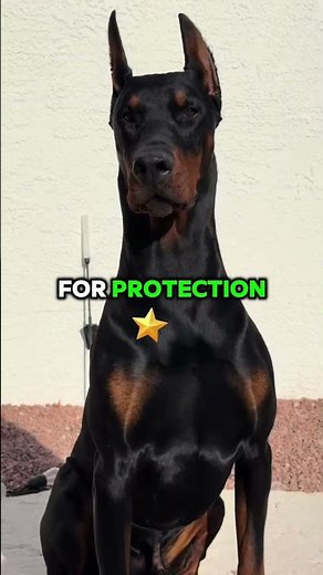 top five most aggressive dog breeds in the world