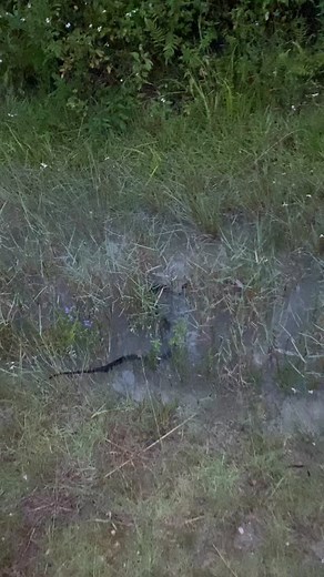 153K views · 466 reactions | nerodia and bloody hands — an unbeatable aesthetic #herping #snakes #animals #florida | adventorin | Facebook