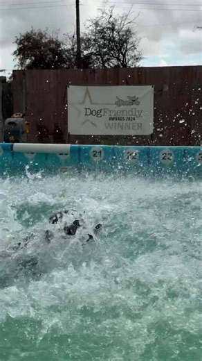 87K views · 4.9K reactions | Boxer Hudson impressive slow motion dives!! | Canine Dip and Dive Maldon | Facebook