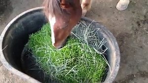 Feeding hydroponic fodder to horses will not only reduce your feed costs, but it will also have a positive effect on their health and performance. 🌱🌱🌱🐎 Providing fresh, green feed year-round will help simulate their natural feeding process. www.agritom.co | Agritom Fodder Systems