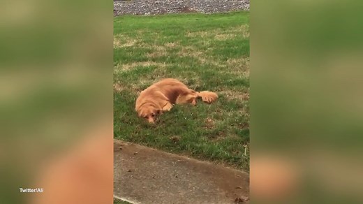 Dog gets caught digging huge hole in garden but styles it out