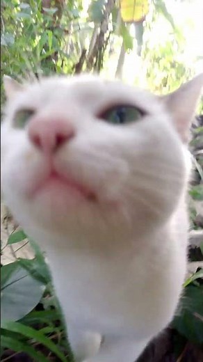 Adorable White Cat Meowing Sweetly | Cutest Kitty Sounds Ever!