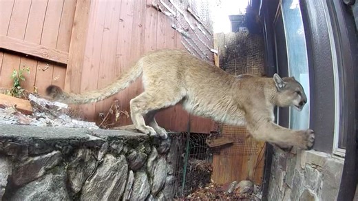Cougar caught on video attempting to get into Olympus Cove home