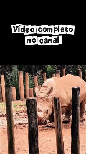 Comprei o combo do zoológico de São Paulo: #aquazoo #mundodino #simbasafari #jardimbotanico