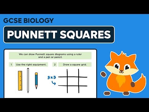 How to Draw Punnett Squares - GCSE Biology