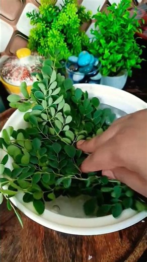 Moringa Powder Benefits 💯😲| Moringa SuperFood Powder #moringa #shorts #recipe #cooking #super