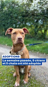 #Adoption : Les animaux adoptés sont nombreux à la FBB ! 🐱🐶 La semaine passée, 3 chiens et 3 chats ont trouvé leur nouvelle famille après un passage dans nos refuges. Une superbe nouvelle qui fait plaisir à tous nos agents animaliers qui prennent soin de nos protégés tout au long de l’année et qui les chérissent en attendant leur adoption “responsable”. 👉 N’achetez pas, adoptez ! #FondationBrigitteBardot #FBB #Adoption #ProtectionAnimale #nachetezpasadoptez #chat #chien | Fondation Brigitte B
