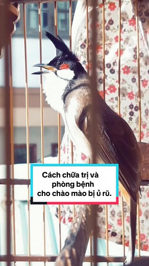 Top 4 Cách Chữa Trị Chào Mào Bị Ủ Rũ