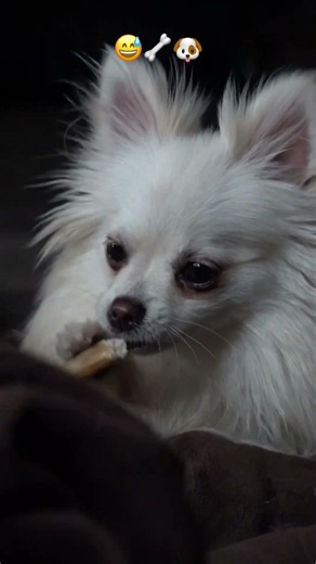 This Tiny Pomeranian Couldn’t Resist This Treat! 🐶🥩 #pomeranian #cutedog
