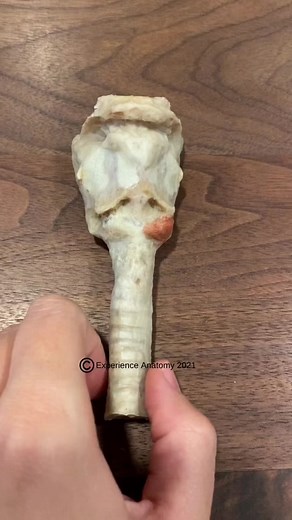 Did you know that the bilateral posterior cricoarytenoid muscles are the only laryngeal muscles that open the vocal cords? #anatomy