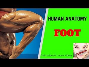 Human anatomy - Lower Limb - The Foot