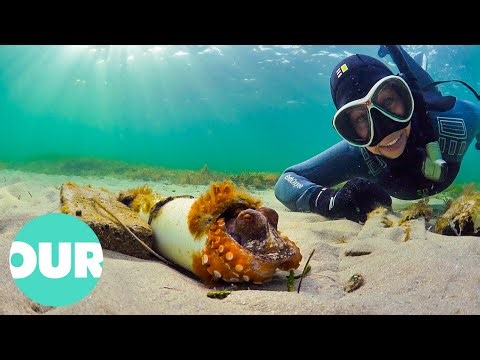 The Beautiful Connection Between Octopus and Human | Our World