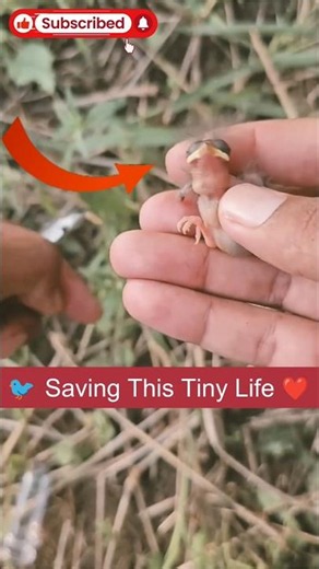 Tiny Baby Bird Rescue 🐦 #birds #birdrescue