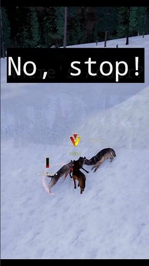 The Coward's Approach #wolfquestsaga #cowardice #fite