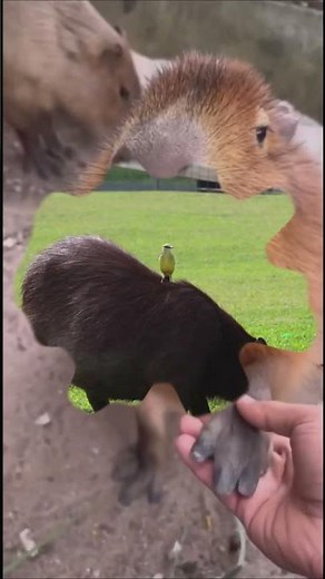 Capybara| One of the most friendly Animals in the world - 5s story Animals #shorts
