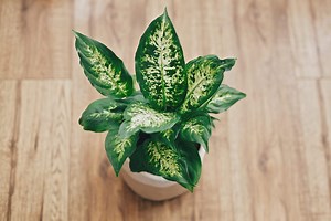Dieffenbachia Plant Care and Growing Tips