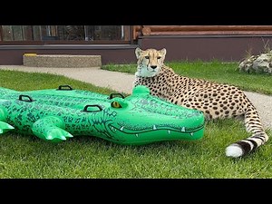 Cheetah guards a large inflatable crocodile😱