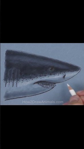 Shark Sketch (Pen and Markers)