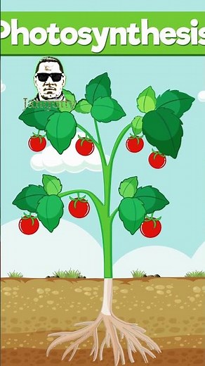 What is photosynthesis?