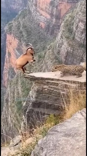 आशा TV on Instagram: "Mountain Goat’s Death-Defying Leap to Escape Jaguar! 🐐🐆 Dateline: Copper Canyon, Mexico – January 23, 2026 — On a narrow cliff ledge, a wild mountain goat faced off against a stalking jaguar. With split-second timing, the goat launched itself backward off the precipice—plummeting nearly 30 feet—landing miraculously on a lower rocky slope before scrambling to safety. The jaguar paused, watching intently, then retreated, thwarted by the goat’s audacious escape. Spectators h