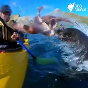 115K views · 677 shares | The moment a seal slaps an unsuspecting...