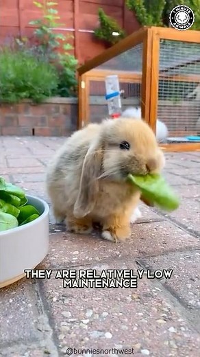 Rabbits 🐰 Reasons Why They Make Great Pets