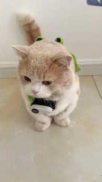 【是大郎啊】离婚一年后再见面，大郎的反应