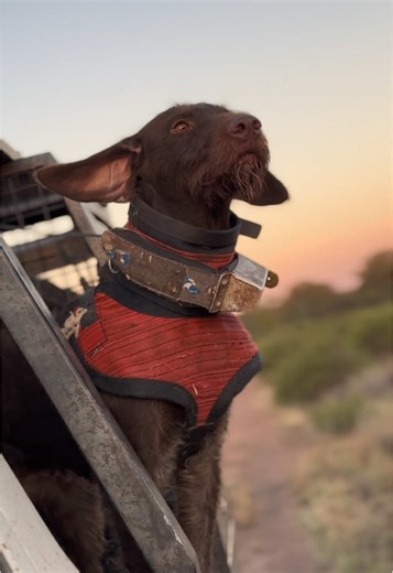 Pig Hunting with Dogs in Australia: A Hilarious Adventure