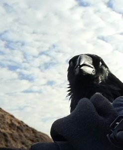 1.3K views · 94 reactions | Rags having a chat on my backpack. | Nicholas Crawford | Facebook