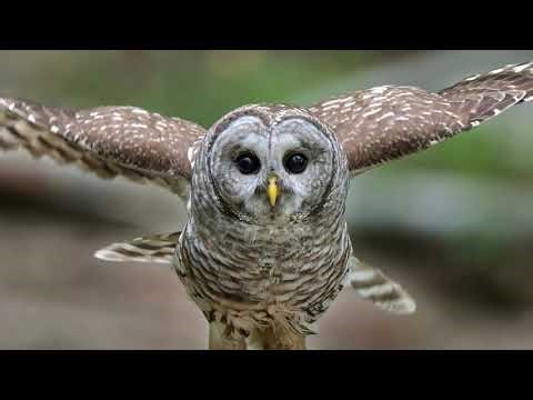 What Is Wildlife Photography