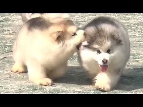 Cute Alaskan Malamute Puppies Running