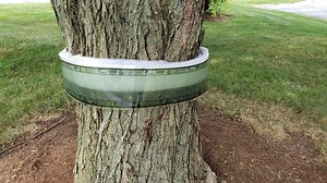 'DIY' Spotted Lantern Fly Traps