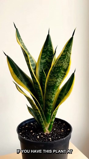 Sansevieria: The Health Secret for Better Sleep