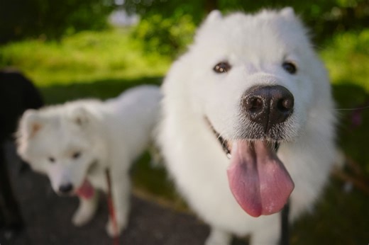 The Science Behind Dogs' Powerful Noses