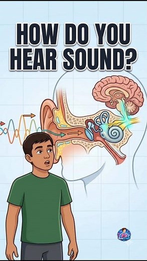 What Happens Inside Your Ear When You Hear a Sound? 👂🧠 #HumanBody #MedicalAnimation #shorts