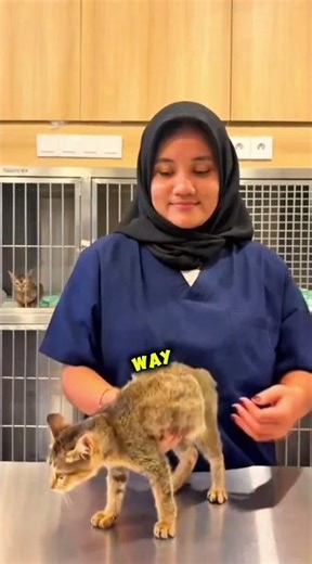 You’ve Been Picking Up Your Cat the WRONG Way 😳🙀🐈